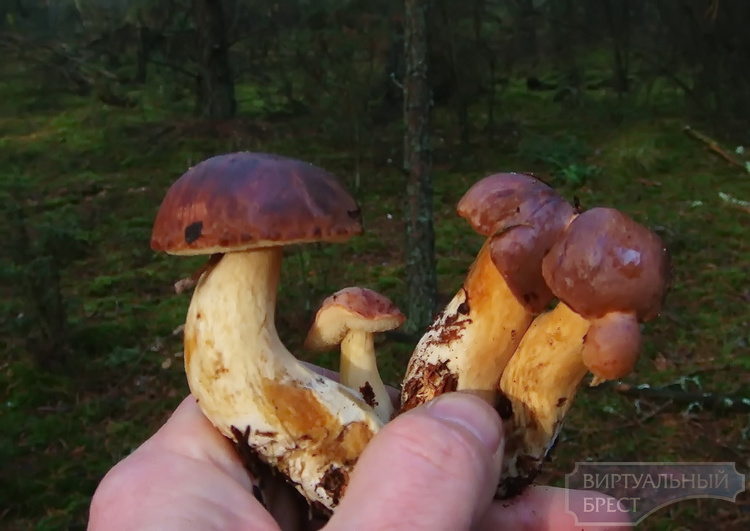 Лучшее средство от осенней депрессии - поездка в лес за грибами 