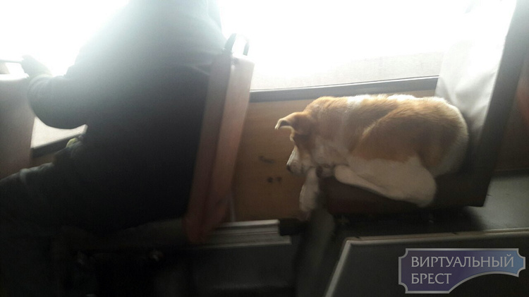 В Бресте собака катается на автобусах, и никто её не может выгнать 