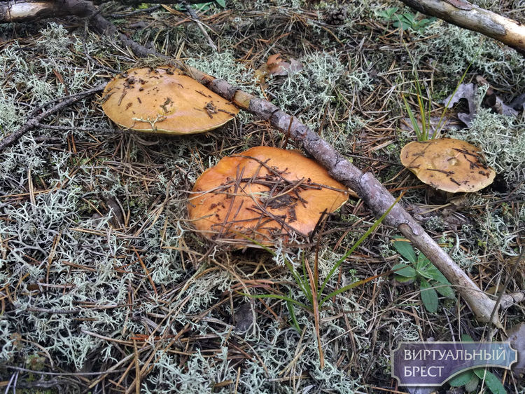 Сентябрь - начало грибного сезона... Как обстановка в лесу? 