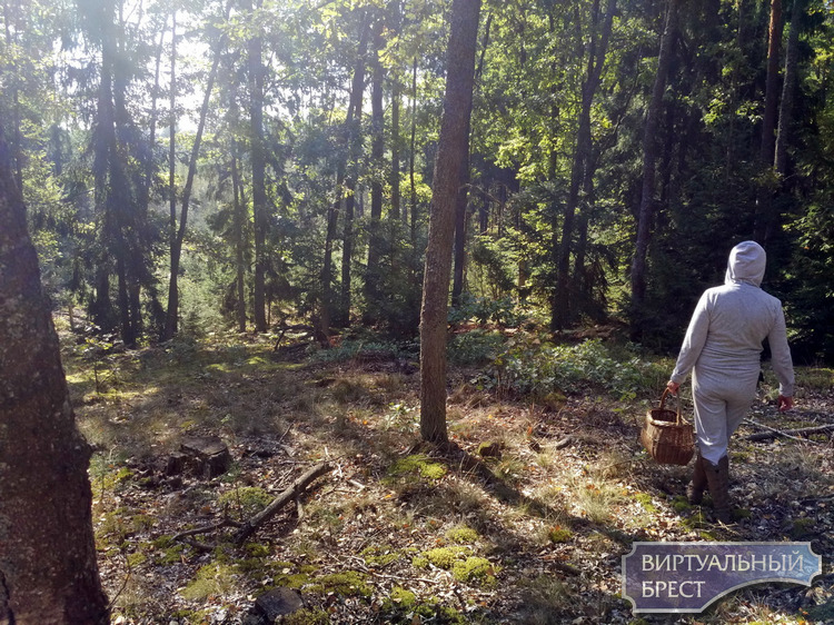 Польские грибы оккупируют лес, на подходе колпак кольчатый 