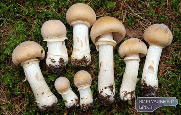 Польские грибы оккупируют лес, на подходе колпак кольчатый 